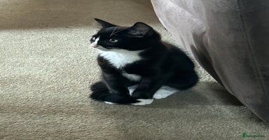 Mixed Breed cats - Advert 3