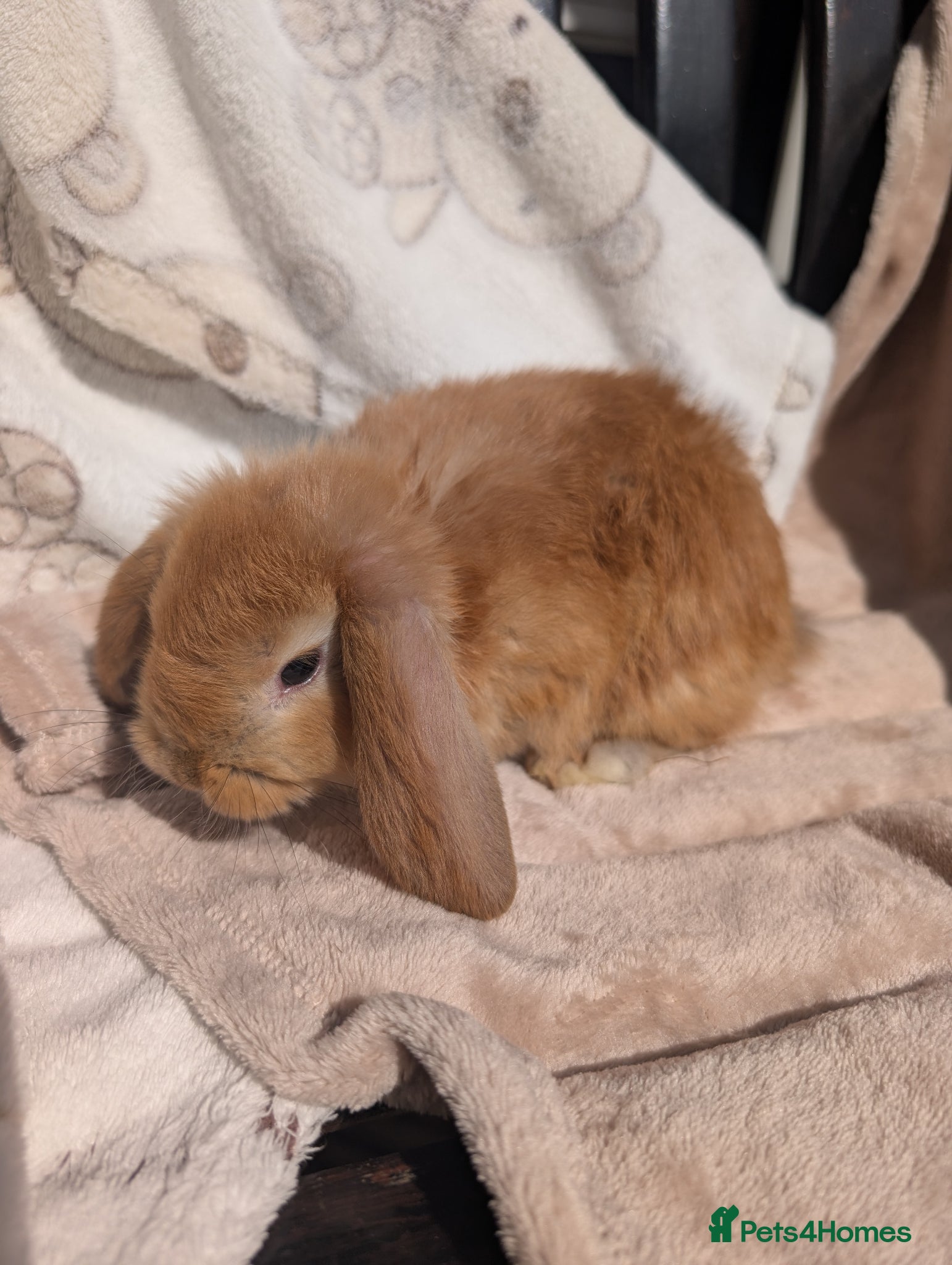 Mixed Breed rabbits Different Breeds Available - Advert 1