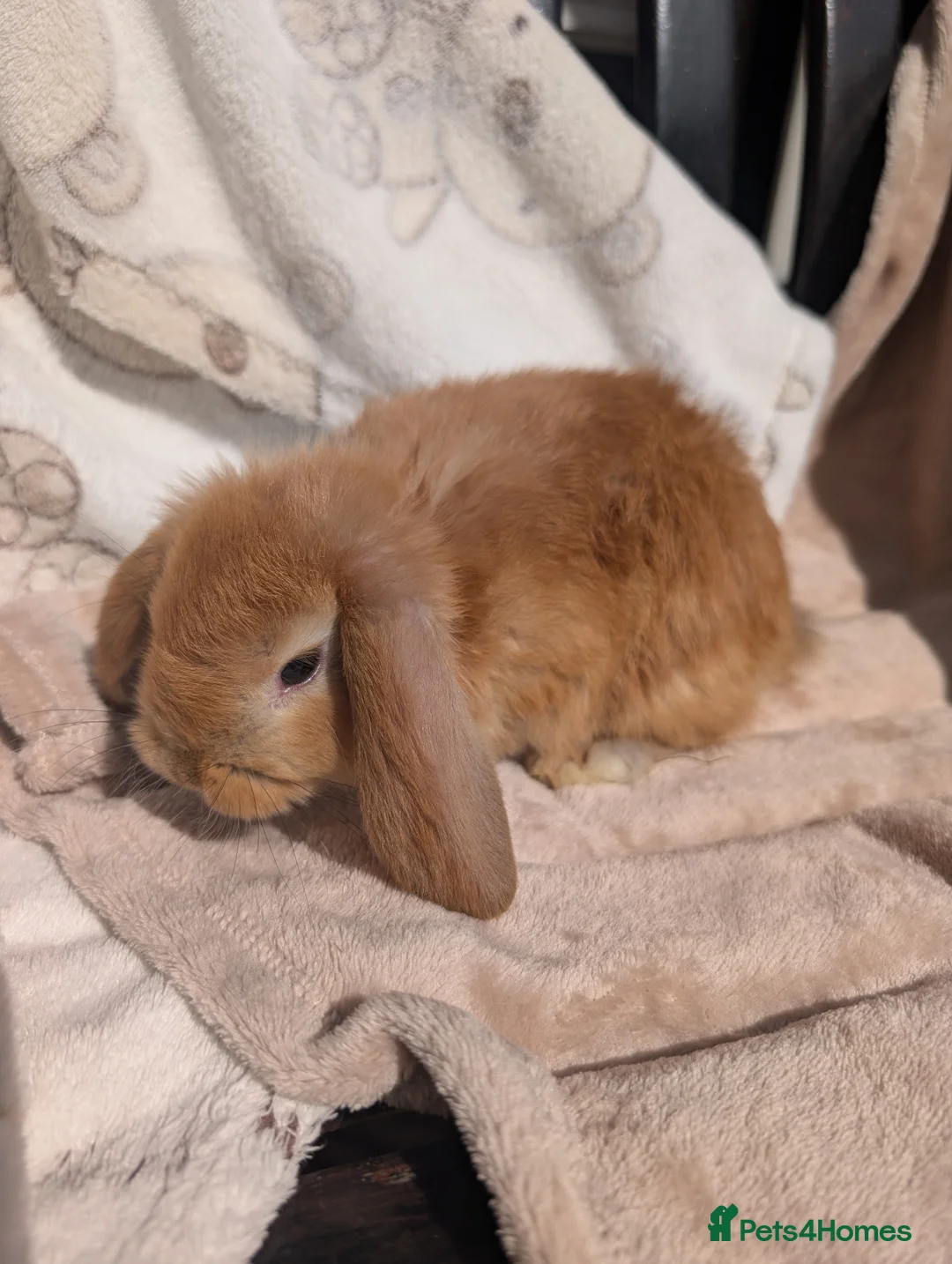 Mixed Breed rabbits for sale: Different Breeds Available - Advert 1