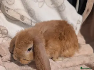 Mixed Breed rabbits Different Breeds Available - Advert 1