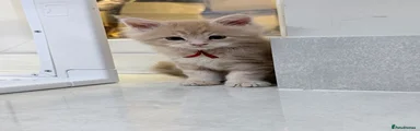 Maine Coon 1