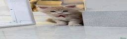 Maine Coon cats for sale: Stunning Maine Coon Kittens - Advert 13