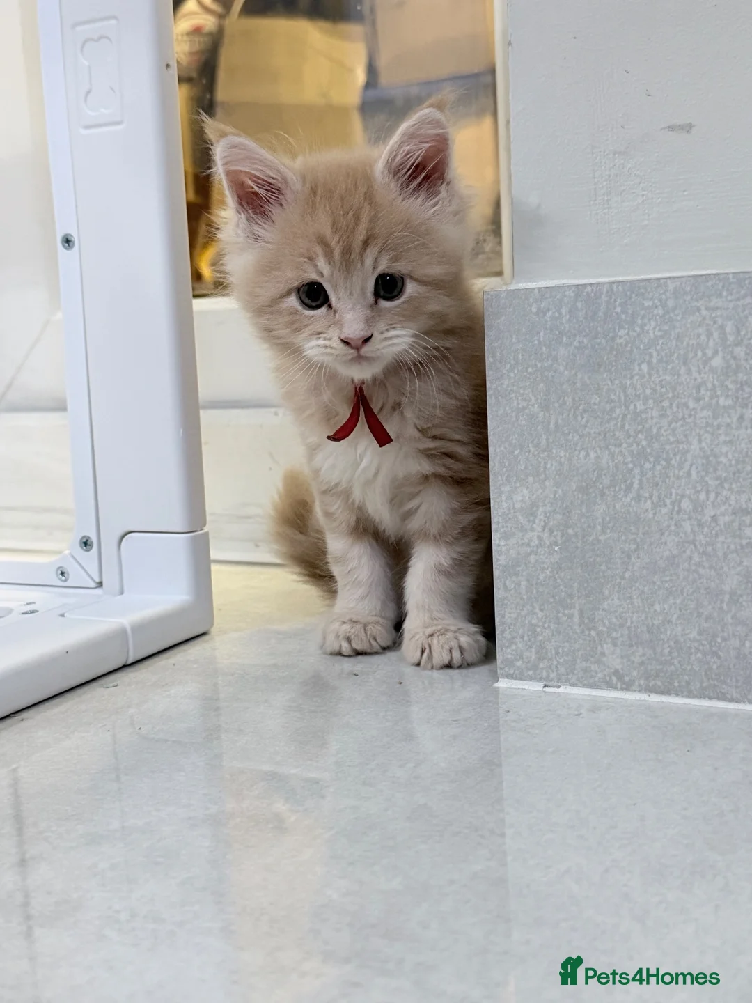 Maine Coon cats for sale: Stunning Maine Coon Kittens - Advert 13