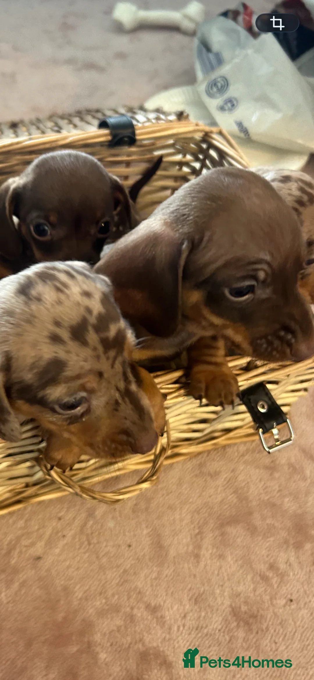 Dachshund dogs for sale: Delilah’s puppies - Advert 2