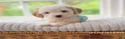 Cavapoo dogs for sale: Health tested Cavapoo puppies - Advert 15