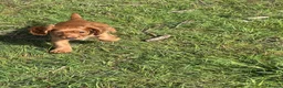 Cocker Spaniel dogs for sale: FTCH CHAMPION WORKING COCKERS  in Nottingham - Advert 4