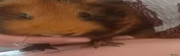 Guinea Pig rodents for sale: 2 sisters looking for a new home in London - Advert 2