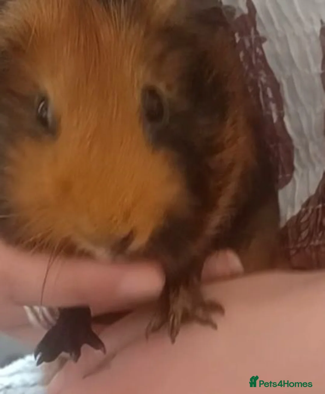 Guinea Pig rodents for sale: 2 sisters looking for a new home in London - Advert 2
