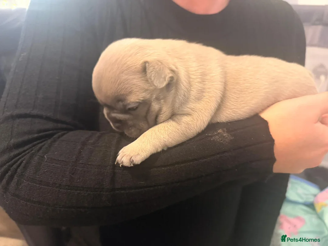 French Bulldog dogs for sale: Beautiful chunky frenchie puppies - Advert 6