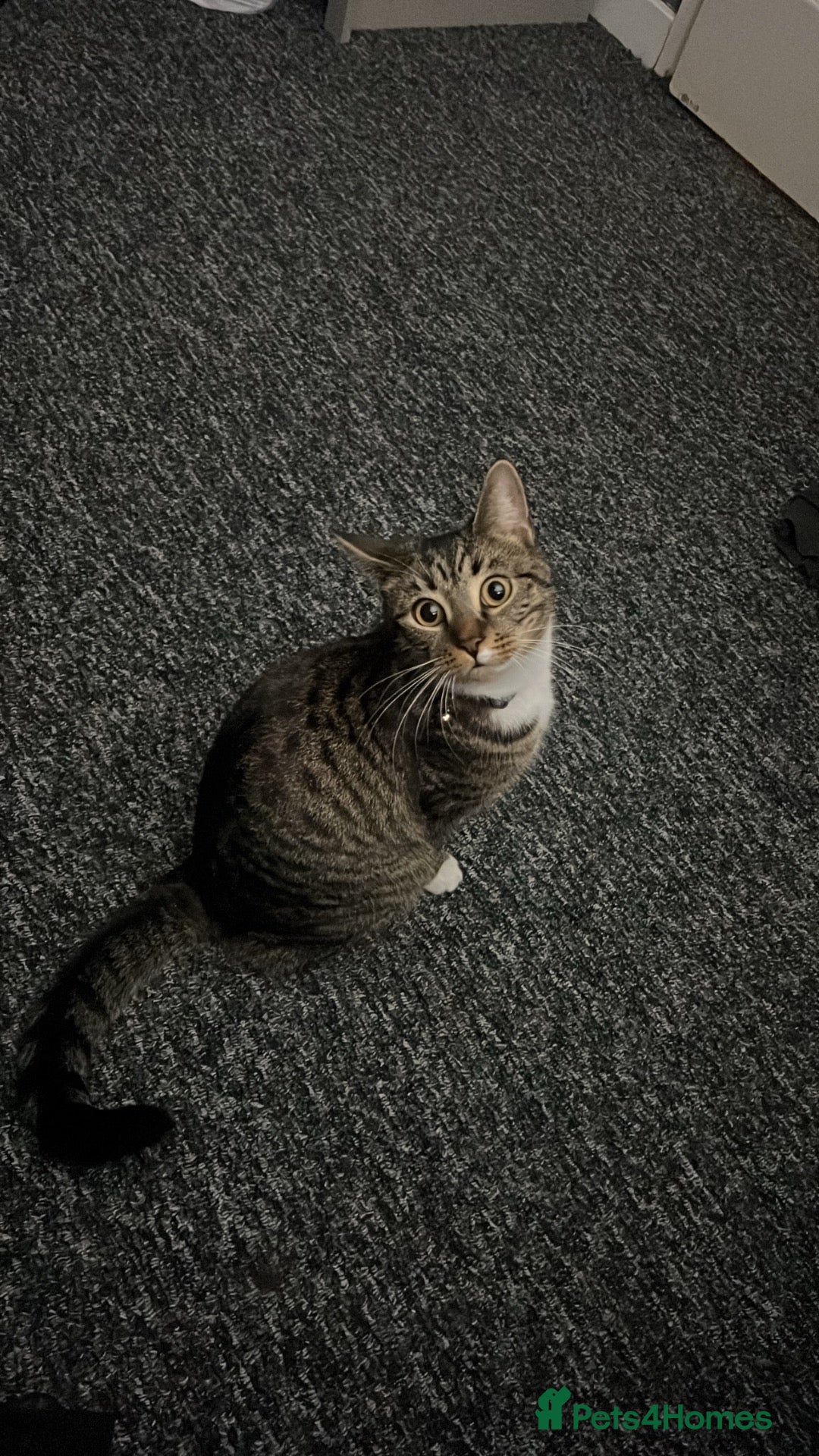 British Shorthair cats Free to a good home - Advert 4