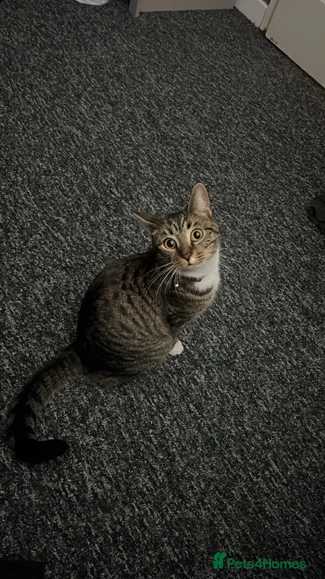 British Shorthair cats for sale: Free to a good home in West Bromwich - Advert 1