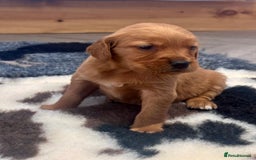 Golden Retriever dogs for sale: Fully health tested kennel club registered puppies - Image 5
