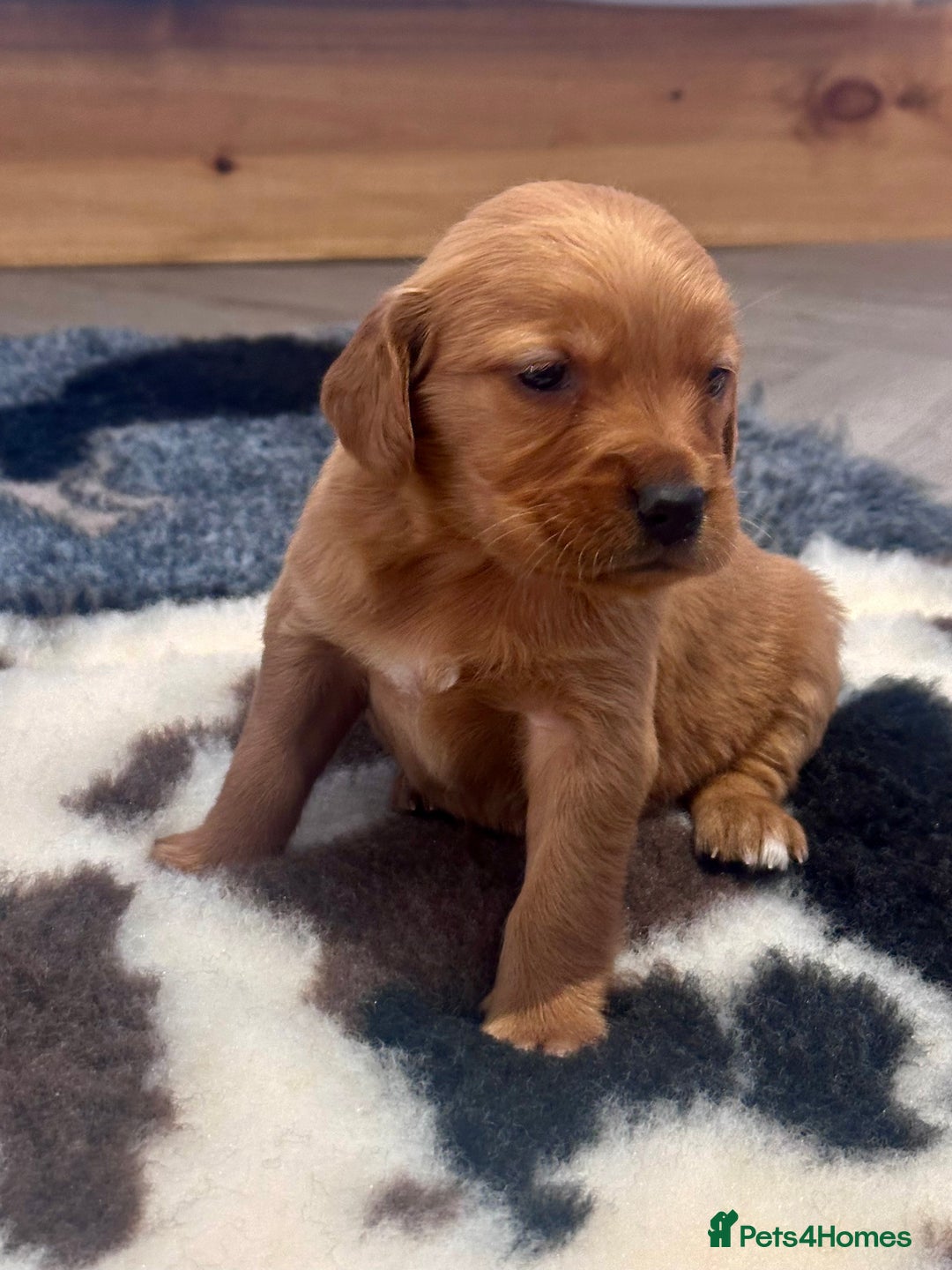 Golden Retriever dogs for sale: Fully health tested kennel club registered puppies - Image 5