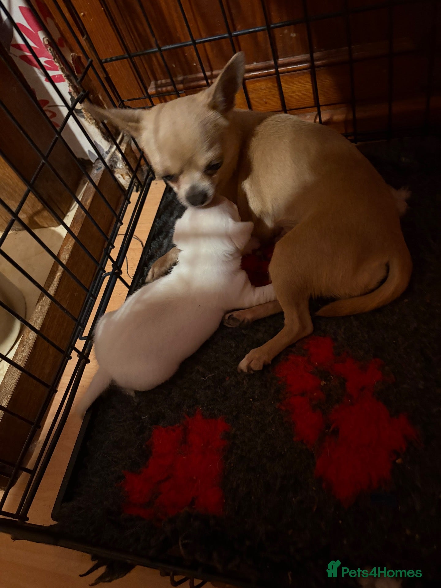 Chihuahua dogs Beautiful white chihuahua boy Barry  - Advert 5