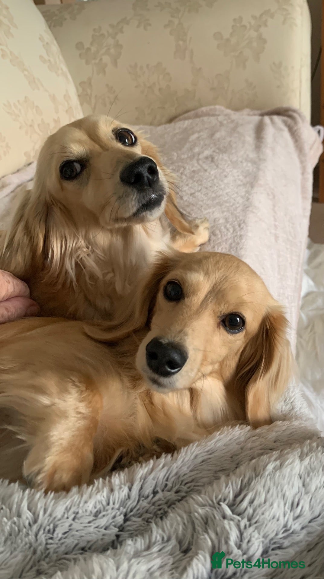 Miniature Dachshund dogs 2xMinature Dachsund sisters cream longhair Rehome - Advert 1
