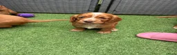 Cocker Spaniel dogs for sale: Red KC cocker spaniel puppies  - Advert 13