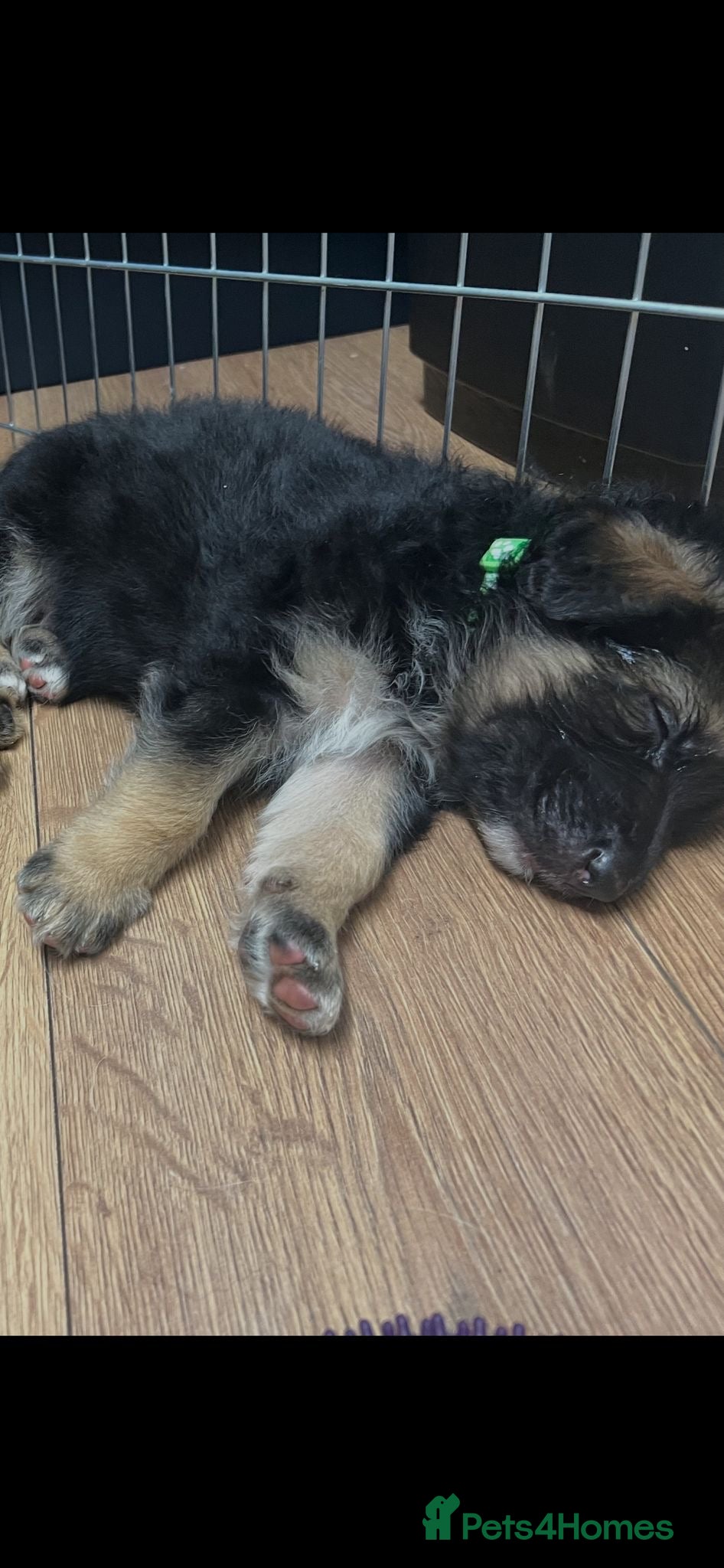 German Shepherd dogs KC ✨German shepherd puppy ready to go now - Advert 6