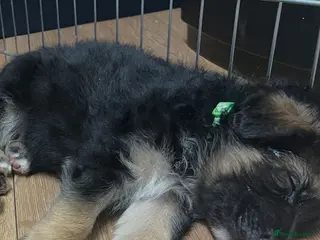 German Shepherd dogs KC ✨German shepherd puppy ready to go now - Advert 6