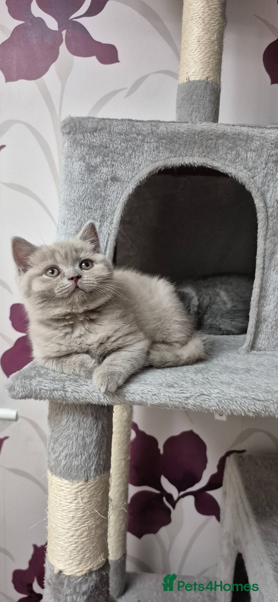 Kitten 2