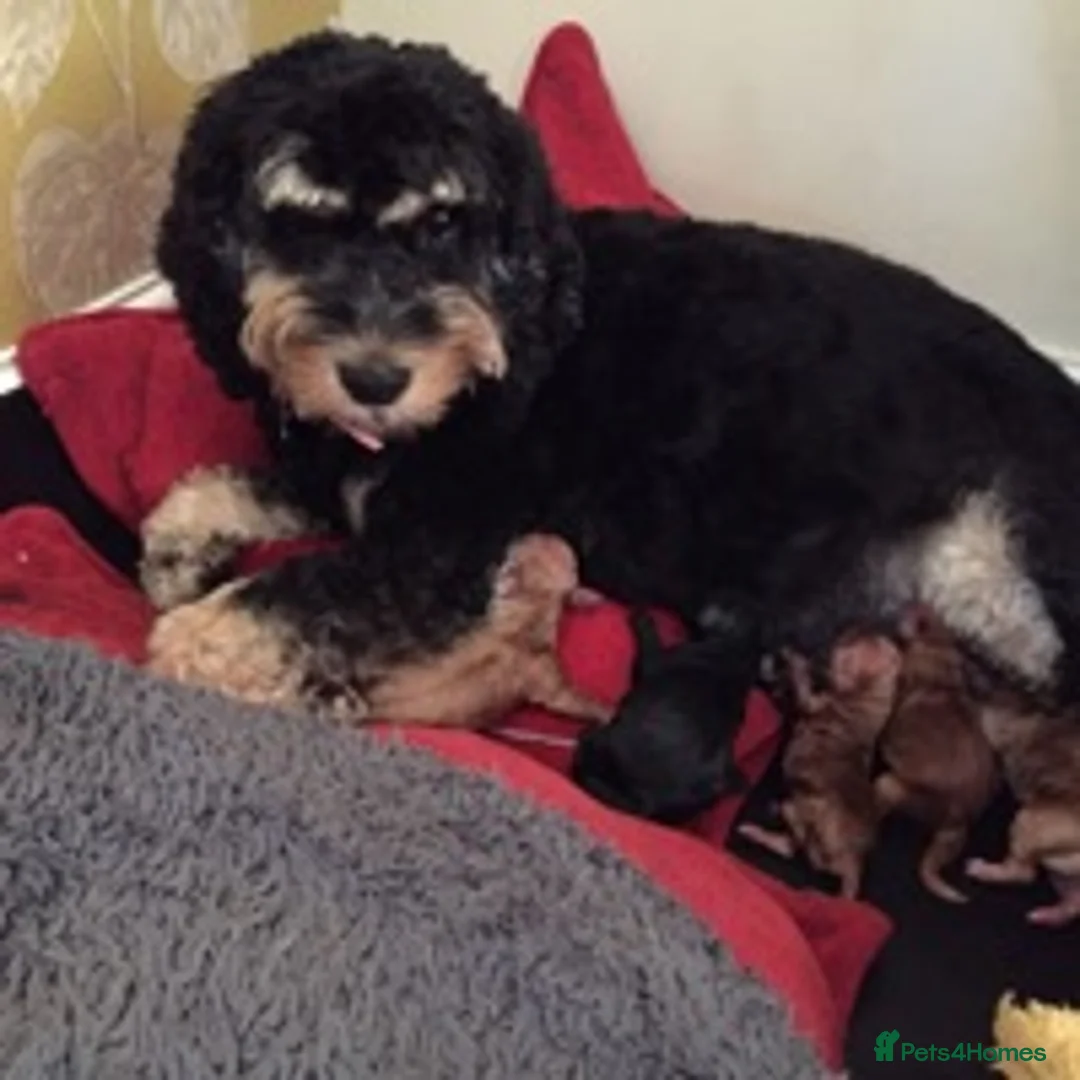 Cavapoo dogs for stud: F1 PROVEN Toy Cavapoo DNA Clear stud in Stafford - Advert 19