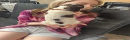 English Springer Spaniel dogs for sale: Springer spaniel pups - Advert 22