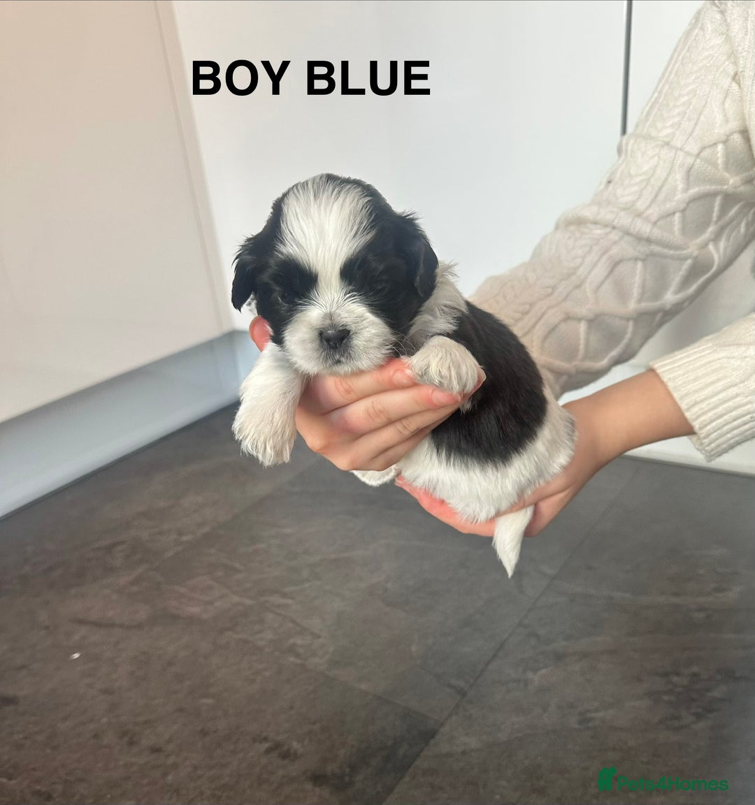 Shih Tzu dogs for sale: Shih Tzu puppies - Advert 20