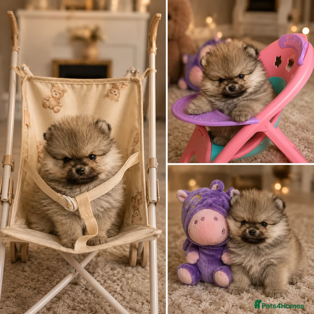 Pomeranian dogs for sale: TINY TEDDY BEAR POMERANIAN GIRL  - Advert 1