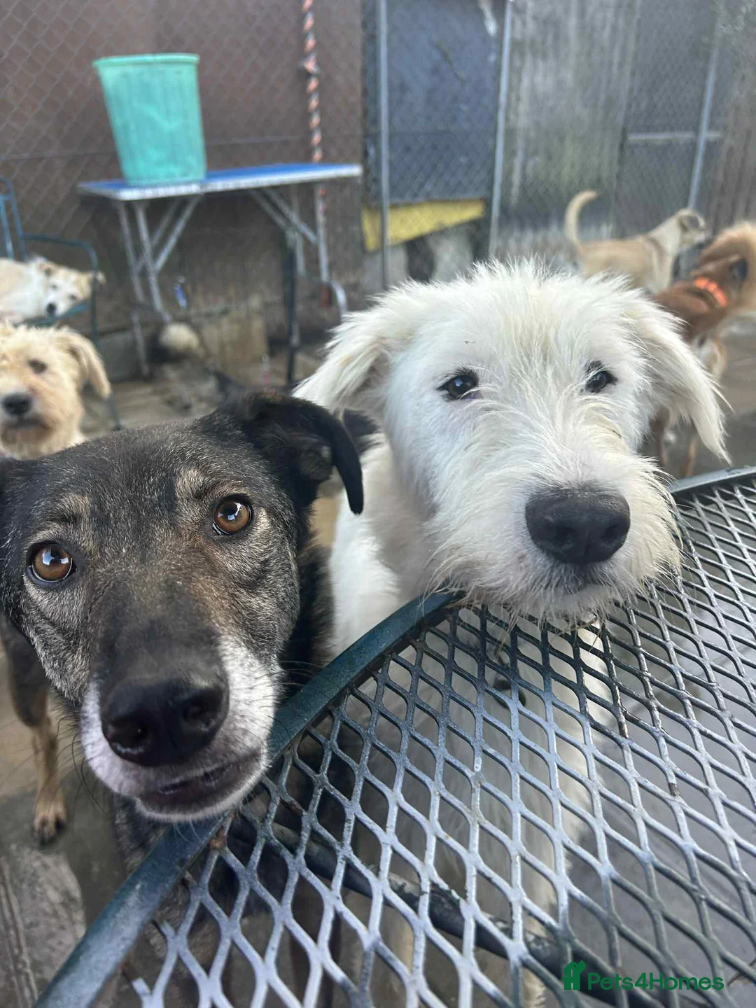 Mixed Breed dogs for adoption: Peter - Norwich Norfolk  in Norwich - Advert 17