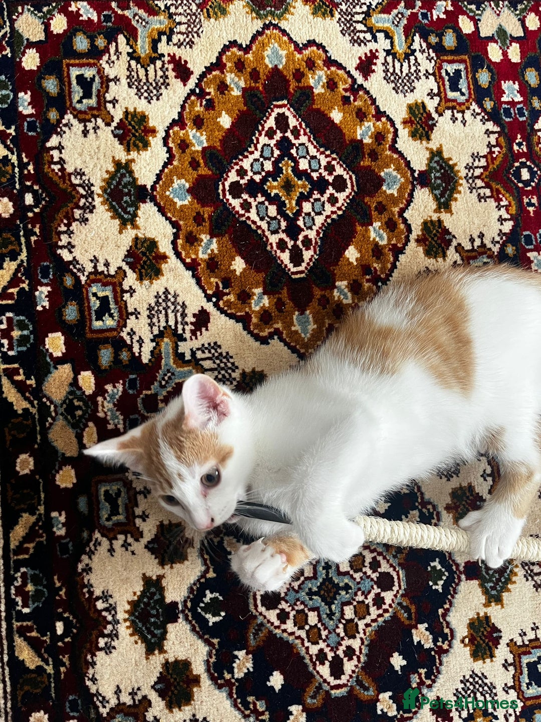 Mixed Breed cats for sale: calico male kitten READY TO LEAVE - Image 9