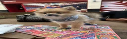 Pomeranian dogs for sale: pomeranian puppy in Wigston - Advert 4