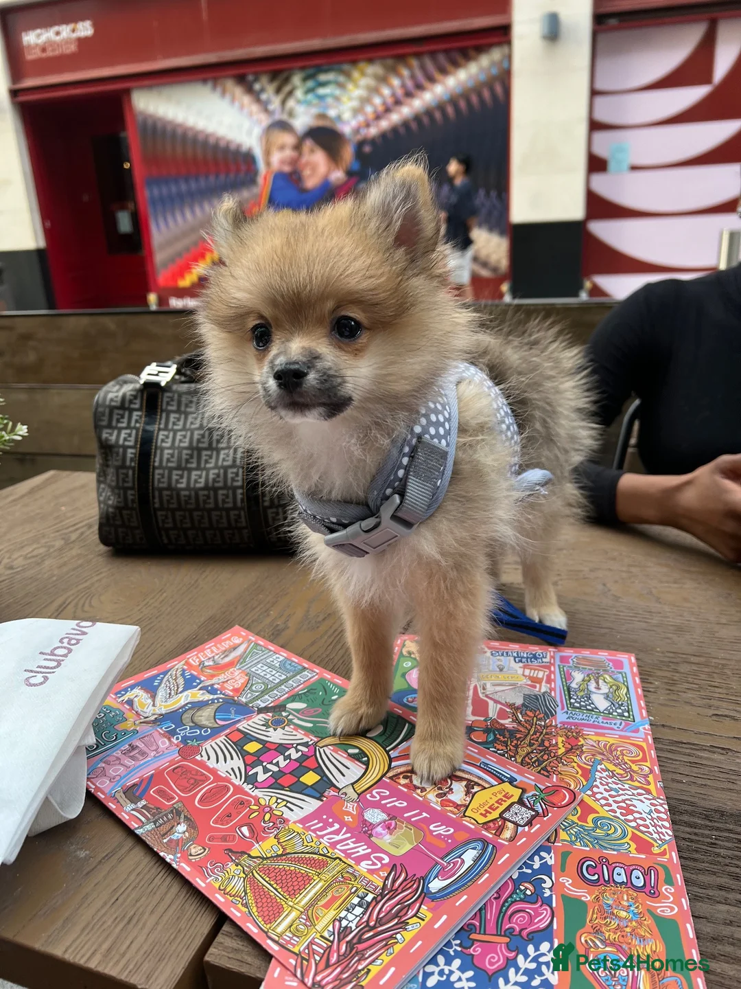 Pomeranian dogs for sale: pomeranian puppy in Wigston - Advert 4