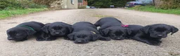 Labrador Retriever dogs for sale: 5 beautiful KC Labrador pups - Advert 3