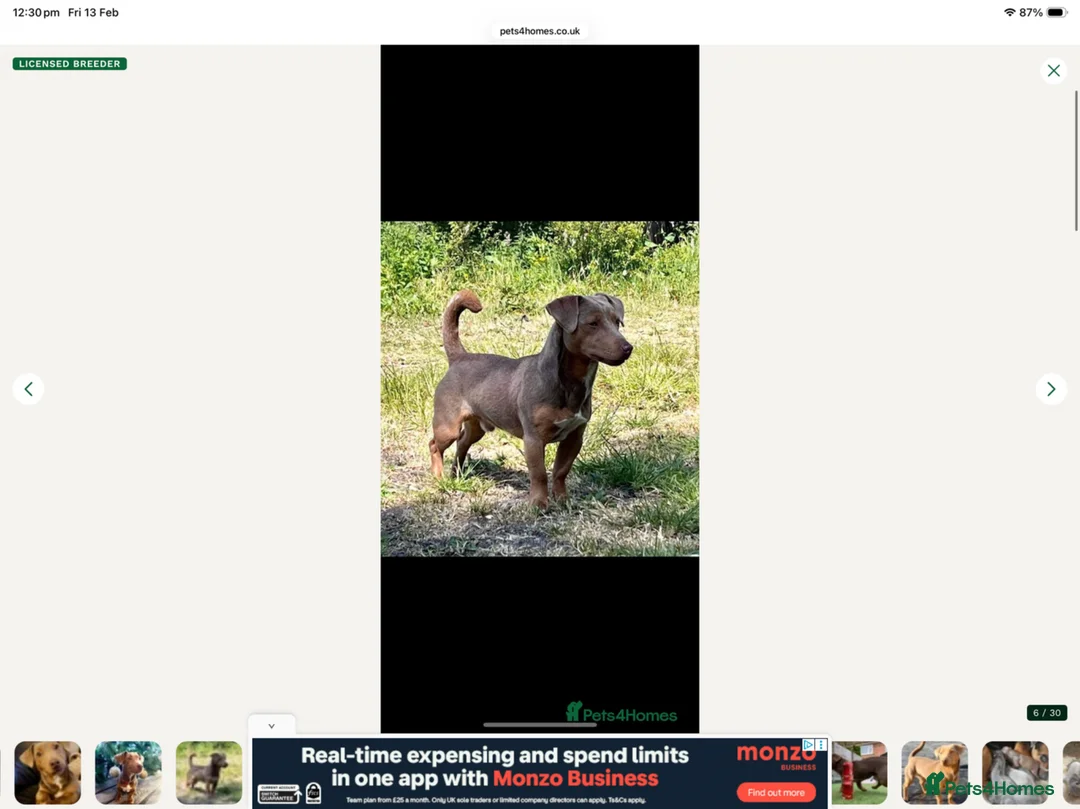 Jack Russell dogs for sale: Miniature Jack Russell Pups - Lilac & Tan - Advert 11