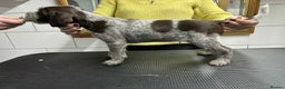 German Wirehaired Pointer dogs for sale: Stunning litter of German Wirehaired Pointers  - Advert 26