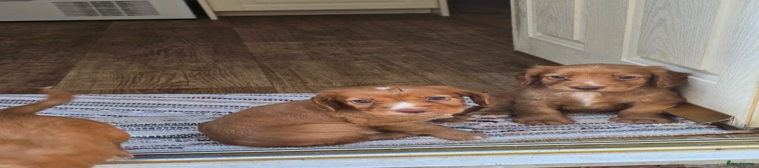 Cocker Spaniel Puppy 2