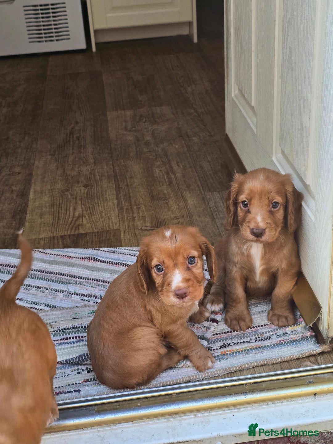 Cocker Spaniel dogs for sale: Cocker spaniel puppies  - Image 10