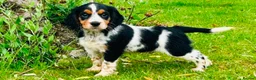 Cocker Spaniel dogs for stud: Proven amazing Stud dogs  in Chatteris - Advert 9