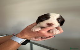Cocker Spaniel dogs for sale: Working Cocker spaniel puppies  - Image 30