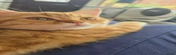 Scottish Fold cats for sale: READY NOW RARE INSTAGRAM KITTENS  - Advert 8