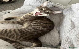 Domestic Shorthair cats for sale: Beautiful boys for sale  - Image 3