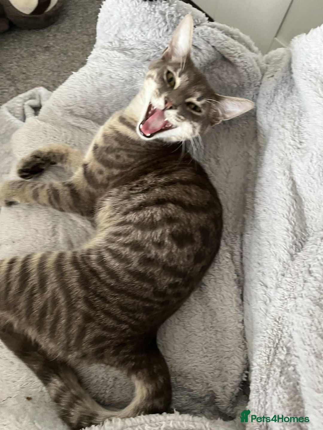 Domestic Shorthair cats for sale: Beautiful boys for sale  - Image 3