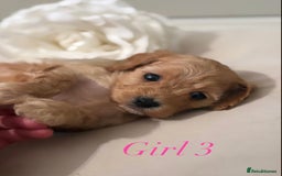 Cavapoo dogs for sale: 8 F1 dna health tested Cavapoos  - Image 7