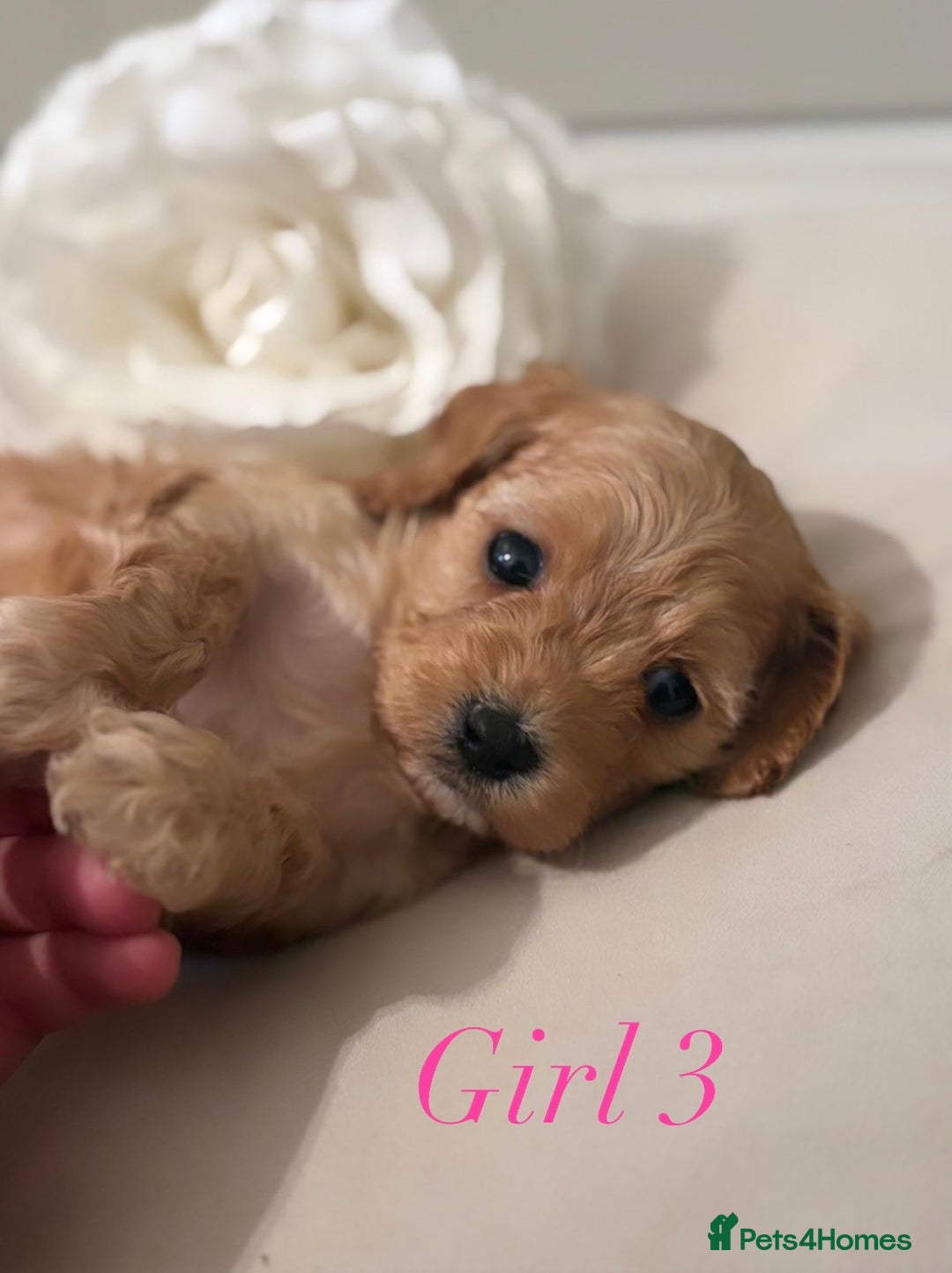 Cavapoo dogs for sale: 8 F1 dna health tested Cavapoos  - Image 7