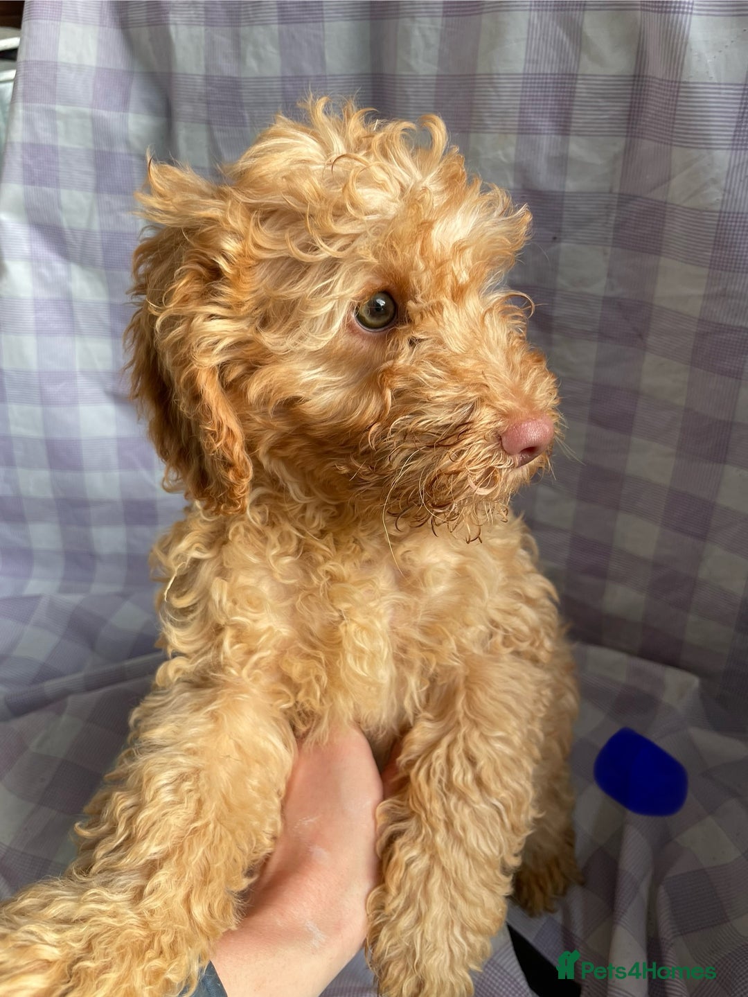 Cockapoo dogs for sale: Cockapoo puppies  - Advert 8