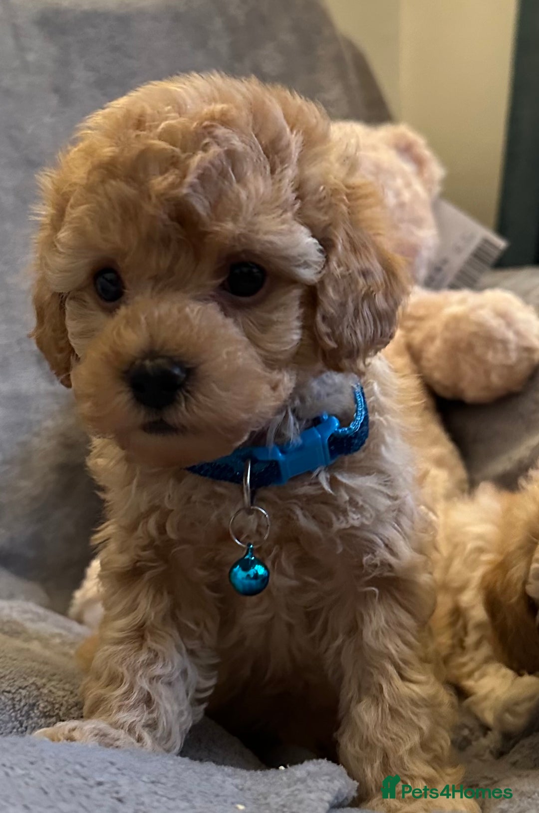 Maltipoo dogs for sale: 🐶 3 Gorgeous Toy Maltipoo F1b Puppies for sale🐶  - Image 7