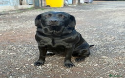 Labrador Retriever dogs for sale: Pedigree Working Lab Puppies. Ready 8th November - Image 4