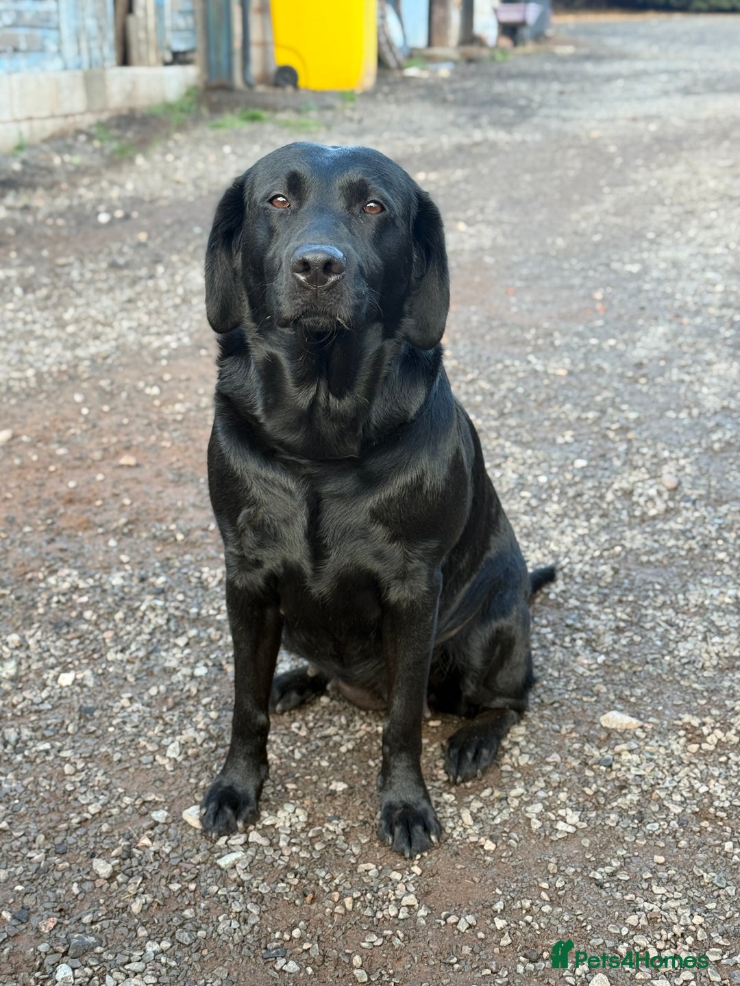Labrador Retriever dogs for sale: Pedigree Working Lab Puppies. Ready 8th November - Image 4