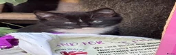 Mixed Breed cats for sale: Ragdoll cross kittens  - Advert 9