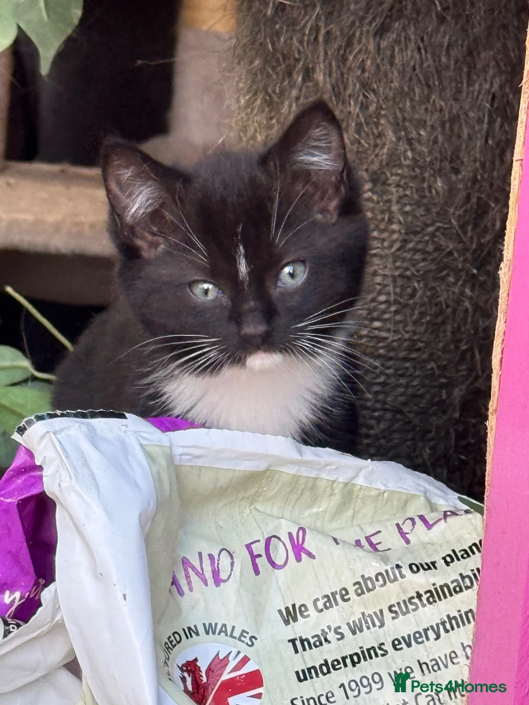 Mixed Breed cats for sale: Ragdoll cross kittens  - Advert 9