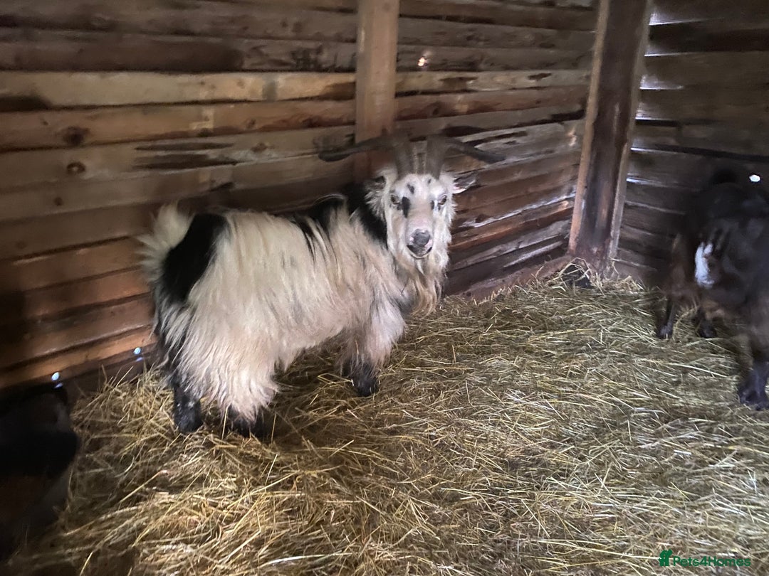 Goats livestock for sale: Registered pigmy Billy - Advert 1